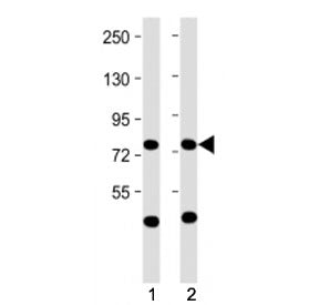 MPL Antibody / Thrombopoietin Receptor (N-Terminal Region)