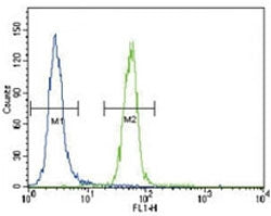 FYN Antibody