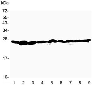 RAN Antibody / Ras-related nuclear protein