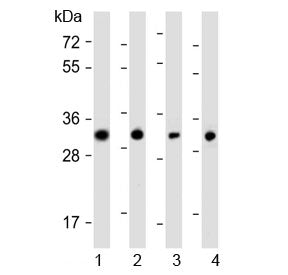 OR7C2 Antibody