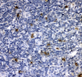 Cathepsin G Antibody
