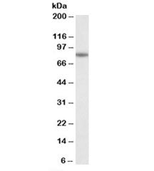 Western blot testing of human spleen lysate with CAPN1 antibody at 0.3ug/ml. Predicted molecular wei