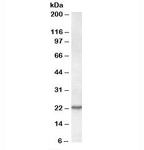 SAR1A Antibody