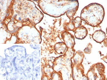 IHC staining of FFPE human placental tissue with Hexosaminidase B antibody (clone HEXB/7762). Inset: