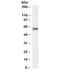 MYH1 Antibody