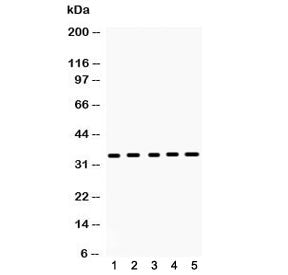 Western blot testing of 1) rat brain, 2) rat spleen, 3) mouse brain, 4) mouse spleen and 5) human 29