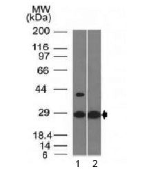 Western blot testing of with EPO antibody (clone EPO/1368). Predicted molecular weight: 18-34 kDa de