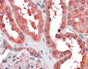 IHC testing of FFPE human kidney with Cyt19 antibody at 4ug/ml. HIER: steamed with pH6 citrate buffe