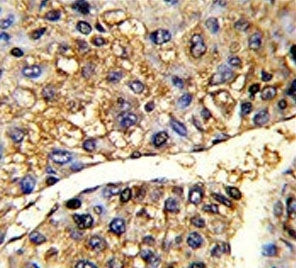 TUFM Antibody