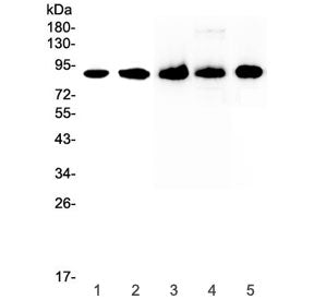CD44 Antibody