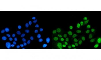 DYNLL1 Antibody / Dynein light chain 1