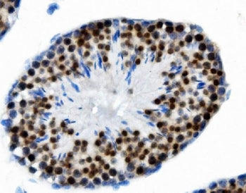 PTBP2 Antibody