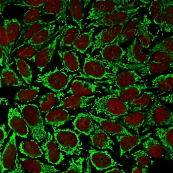 Immunofluorescent staining of PFA-fixed human HeLa cells with HSP60 antibody (clone AE-1, green) and
