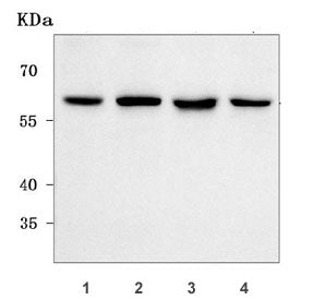 Western blot testing of human 1) HeLa, 2) K562, 3) HepG2 and 4) A549 cell lysate with Nucleoporin 54