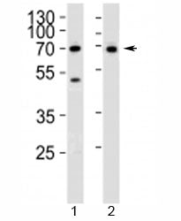 CD46 Antibody