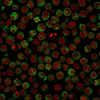 Immunofluorescent staining of PFA-fixed human Raji cells with CD79a antibody (clone HM47/A9, green) 