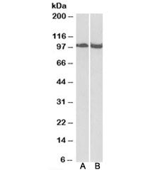 CLOCK Antibody