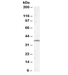 TSGA2 Antibody