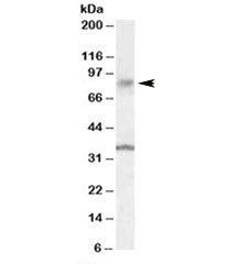 ANKK1 Antibody
