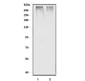 Western blot testing of 1) rat heart and 2) mouse heart tissue lysate with RYR2 antibody. Predicted 