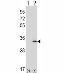 Western blot analysis of IL-33 antibody and 293 cell lysate (2 ug/lane) either nontransfected (Lane 