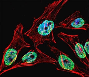 Fluorescent confocal image of HeLa cell stained with TERT antibody at 1:25. Immunoreactivity is loca