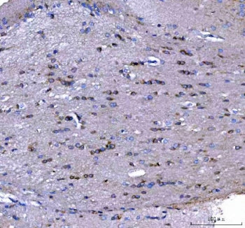 IHC staining of FFPE rat brain tissue with MAP6D1 antibody. HIER: boil tissue sections in pH8 EDTA f