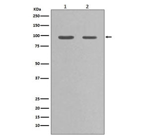 Hsp90 alpha Antibody / HSP90AA1
