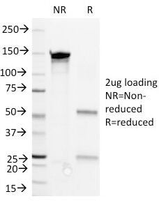 CD36 Antibody