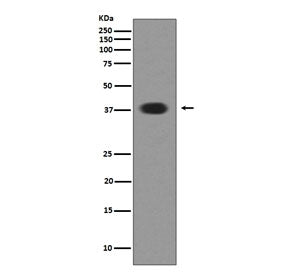 MSI1 Antibody / Musashi 1