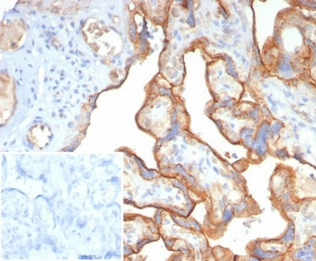 IHC staining of FFPE human placental tissue with BSG antibody (clone BSG/7955) at 2ug/ml. Inset: PBS