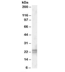 ARL6 Antibody