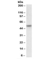 Orexin Receptor 2 Antibody