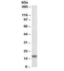 Western blot testing of rat brain lysate with biotinylated AIF-1 antibody at 0.1ug/ml. Predicted mol
