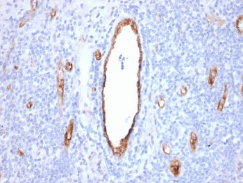 IHC staining of FFPE human tonsil with vWF antibody (clone VWF/2480). HIER: boil tissue sections in 