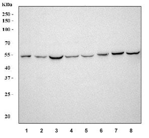 Western blot testing of 1) rat testis, 2) rat ovary, 3) rat brain, 4) rat C6, 5) mouse testis, 6) mo