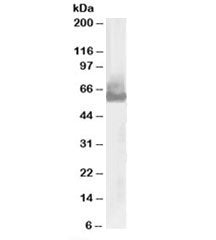 WASP Antibody