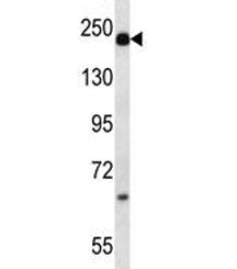 Alpha-2-macroglobulin antibody western blot analysis in mouse plasma lysate. Predicted molecular wei