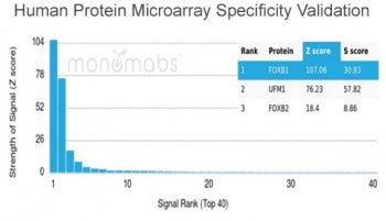 Analysis of HuProt(TM) microarray containing more than 19,000 full-length human proteins using FOXB1