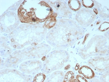 Occludin Antibody