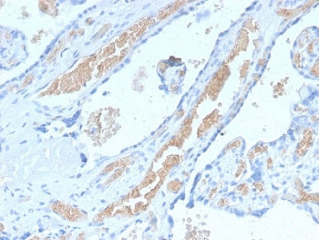 IHC staining of FFPE human placenta with recombinant Spectrin alpha 1 antibody (clone SPTA1/2939R). 