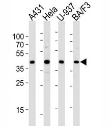 PGK1 Antibody