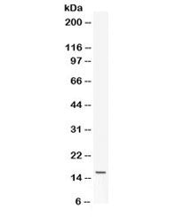 Western blot testing of mouse NIH3T3 cell lysate with Leptin antibody. Expected/observed molecular w
