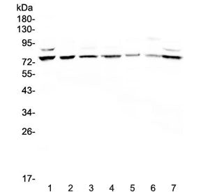 ELF1 Antibody / E74 like factor 1
