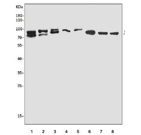 ABIN-1 Antibody / TNIP1
