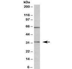 Caspase 3 Antibody