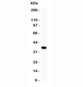 Wnt4 Antibody