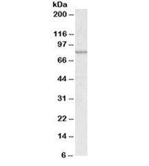 ABCB5 Antibody
