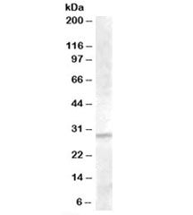 IGFBP4 Antibody