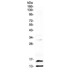 Pf4 Antibody / Platelet factor 4